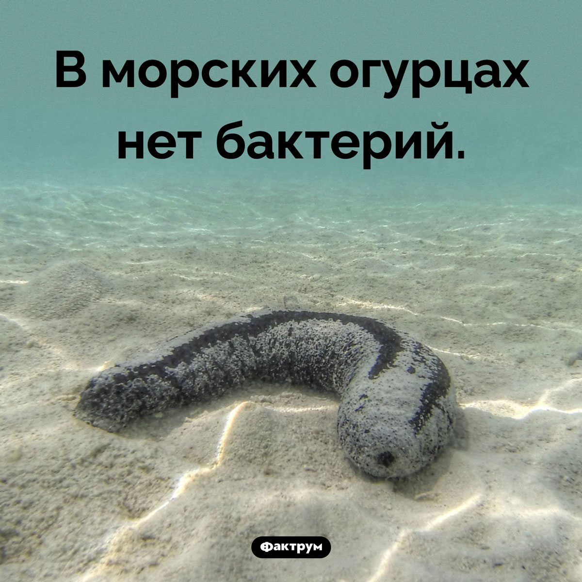 Особенность морских огурцов. В морских огурцах нет бактерий.