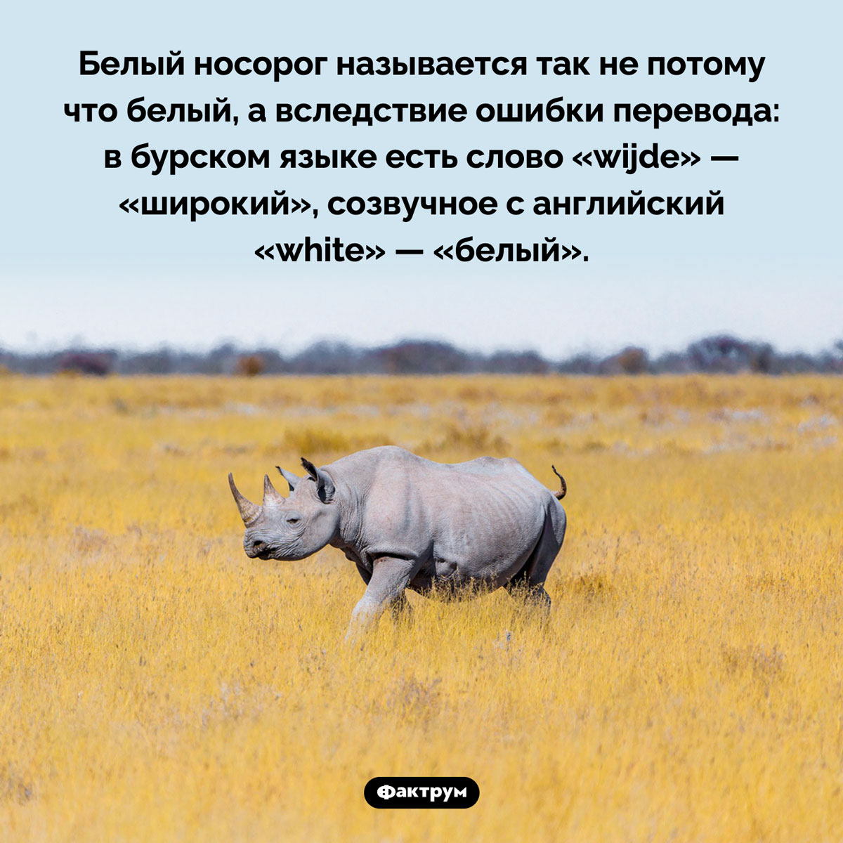 Белый носорог —  вовсе не белый. Белый носорог называется так не потому что белый, а вследствие ошибки перевода: в бурском языке есть слово «wijde» — «широкий», созвучное с английский «white» — «белый».