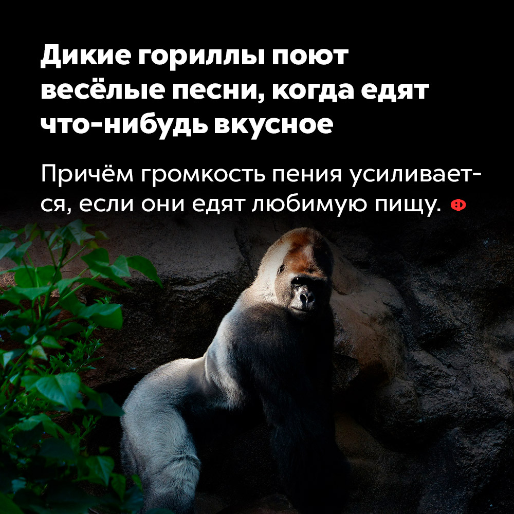 Дикие гориллы поют весёлые песни, когда едят что-нибудь вкусное. Причём громкость пения увеличивается, если они едят любимую пищу.