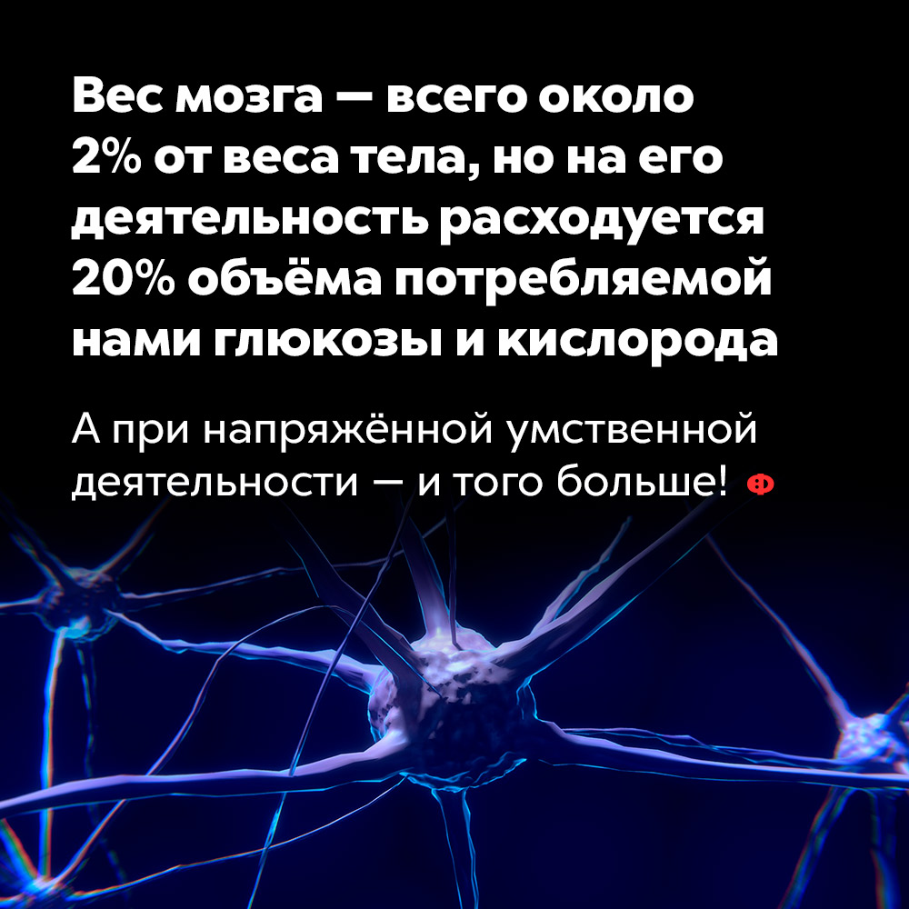 Вес мозга — всего около 2% от веса тела, но на его деятельность расходуется 20% объёма потребляемой нами глюкозы и кислорода. А при напряжённой умственной деятельности — и того больше!