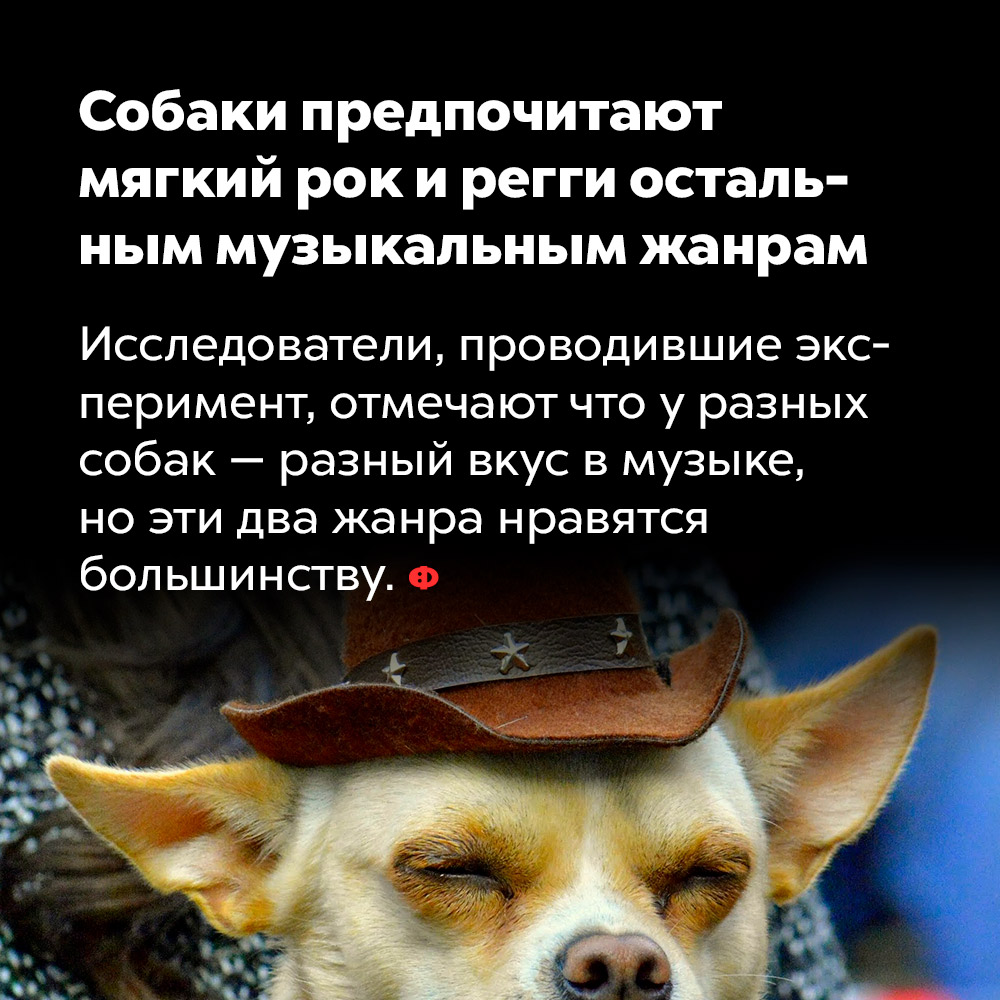 Собаки предпочитают мягкий рок и регги остальным музыкальным жанрам. Исследователи, проводившие эксперимент, отмечают, что у разных собак — разный вкус в музыке, но эти два жанра нравятся большинству.
