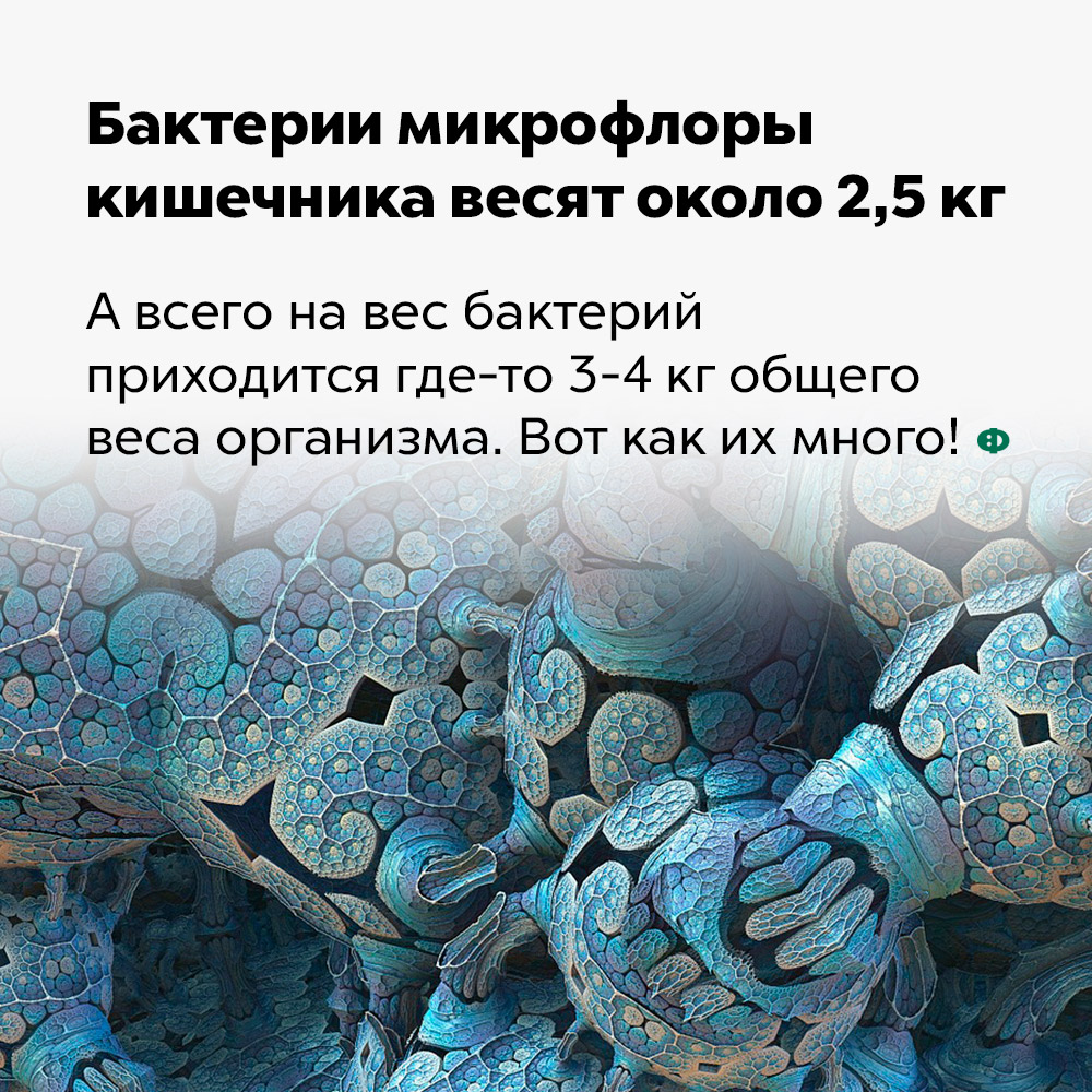 Бактерии микрофлоры кишечника весят около 2,5 кг. А всего на вес бактерий приходится где-то 3-4 кг общего веса организма. Вот как их много!