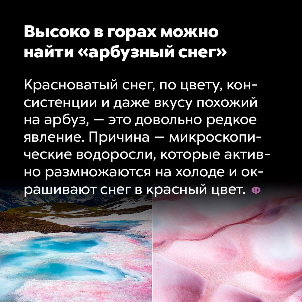 Высоко в горах можно найти «арбузный снег». Красноватый снег, по цвету, консистенции и даже вкусу похожий на арбуз — это довольно редкое явление. Причина — микроскопические водоросли, которые активно размножаются на холоде и окрашивают снег в красный цвет.