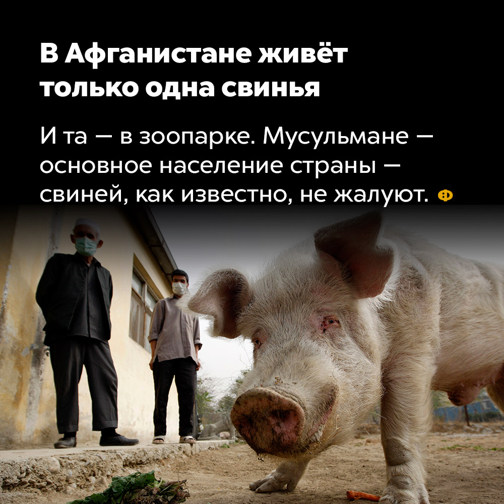 В Афганистане живёт только одна свинья. И та — в зоопарке. Мусульмане — основное население страны — свиней, как известно, не жалуют.