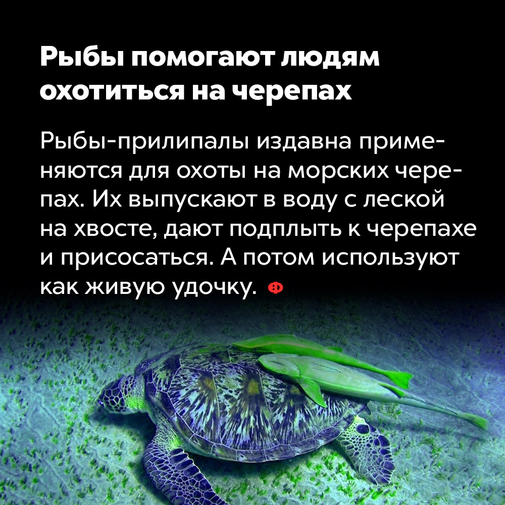 Рыбы помогают людям охотиться на черепах. Рыбы-прилипалы издавна применяются для охоты на морских черепах. Их выпускают в воду с леской на хвосте, дают подплыть к черепахе и присосаться. А потом используют как живую удочку.