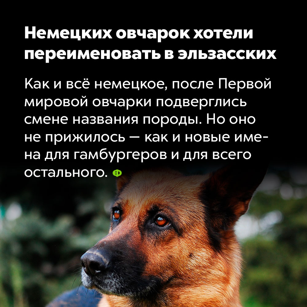 Немецких овчарок хотели переименовать в эльзасских. Как и всё немецкое, после Первой мировой войны овчарки подверглись смене названия породы. Но оно не прижилось — как и новые имена для гамбургеров и для всего остального.