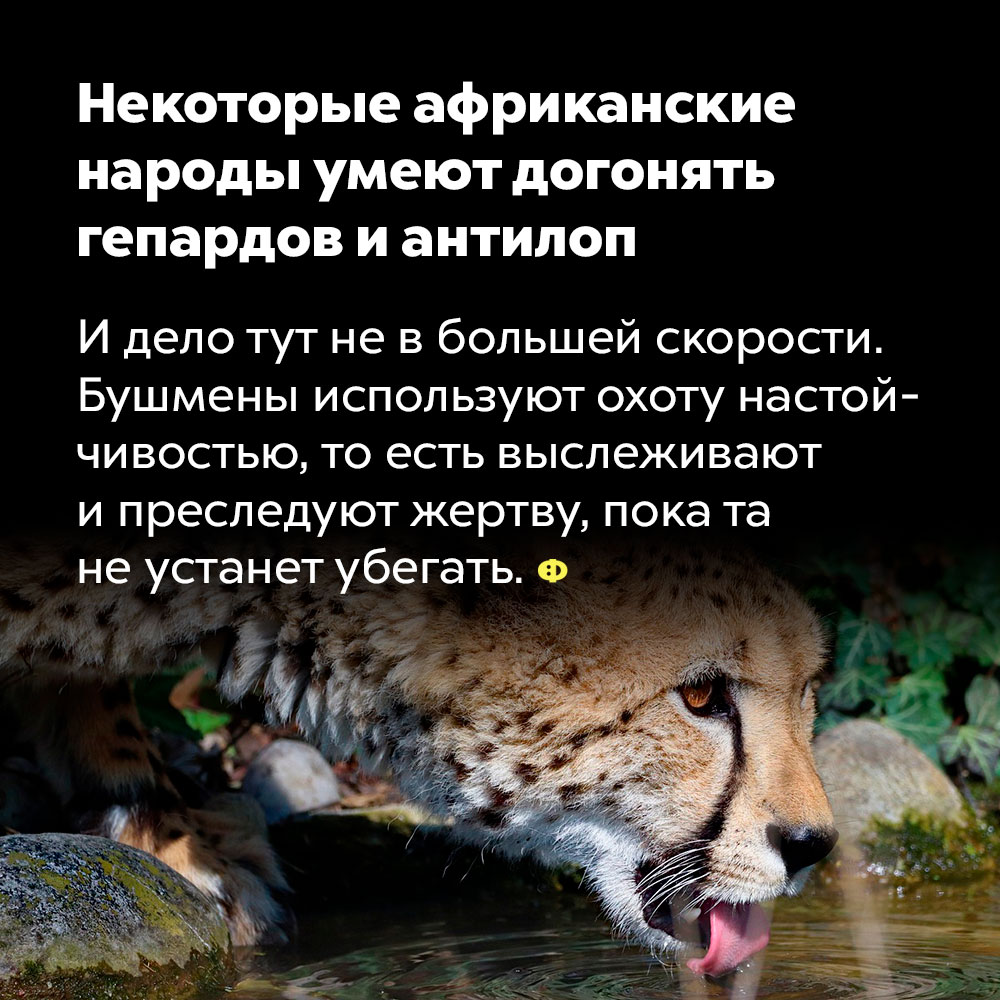 Некоторые африканские народы умеют догонять гепардов и антилоп. И дело тут не в большой скорости. Бушмены используют охоту настойчивостью, то есть выслеживают и преследуют жертву, пока она не устанет убегать.