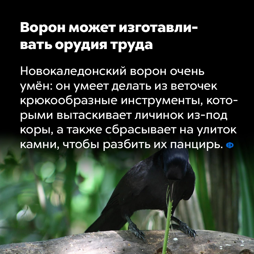 Ворон может изготавливать орудия труда. Новокаледонский ворон очень умён: он умеет делать из веточек крюкообразные инструменты, которыми вытаскивает личинок из-под коры, а также сбрасывает на улиток камни, чтобы разбить их панцирь.