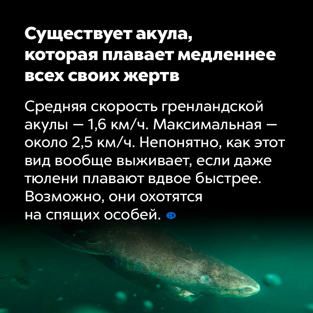 Существует акула, которая плавает медленнее всех своих жертв. Средняя скорость гренландской акулы — 1,6 км/ч. Максимальная — около 2,5 км/ч. Непонятно, как этот вид вообще выживает, если даже тюлени плавают вдвое быстрее. Возможно, гренландские акулы охотятся на спящих особей.