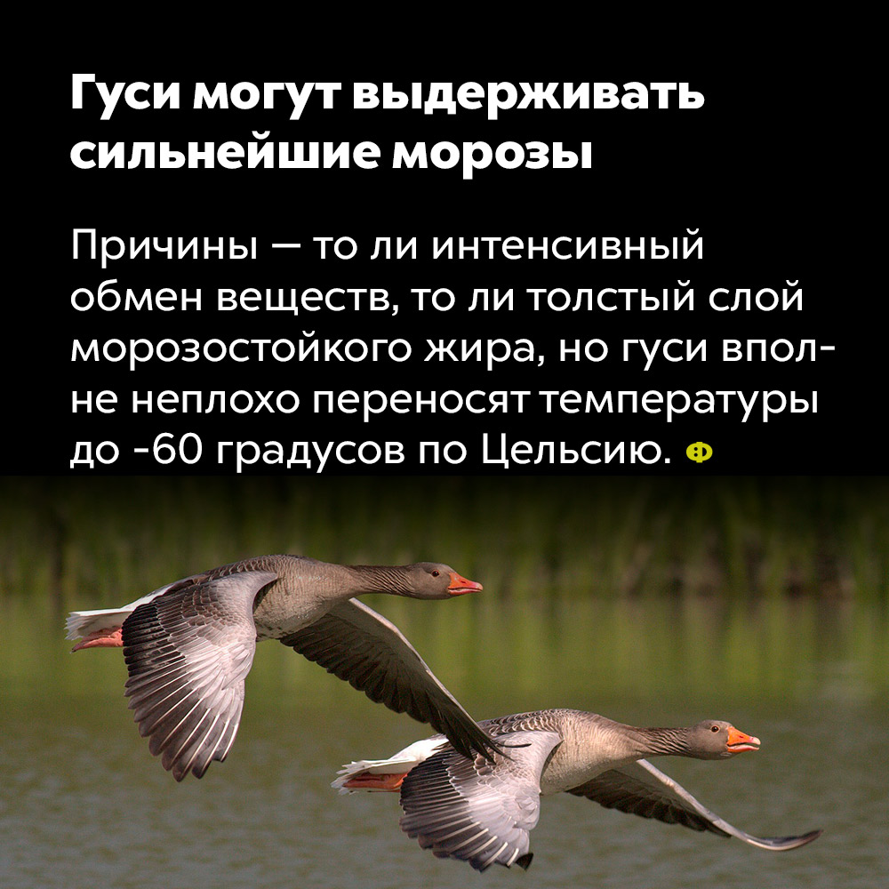 Гуси могут выдерживать сильнейшие морозы. Причина — то ли интенсивный обмен веществ, то ли толстый слой морозостойкого жира, но гуси вполне неплохо переносят температуры до минус 60 градусов по Цельсию.