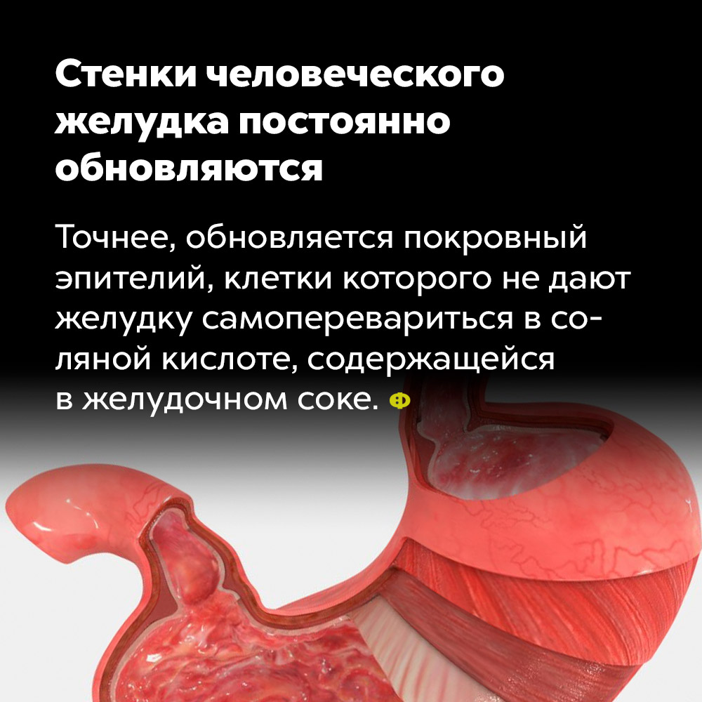 Стенки человеческого желудка постоянно обновляются. Точнее, обновляется покровный эпителий, клетки которого не дают желудку самоперевариться в соляной кислоте, содержащейся в желудочном соке.