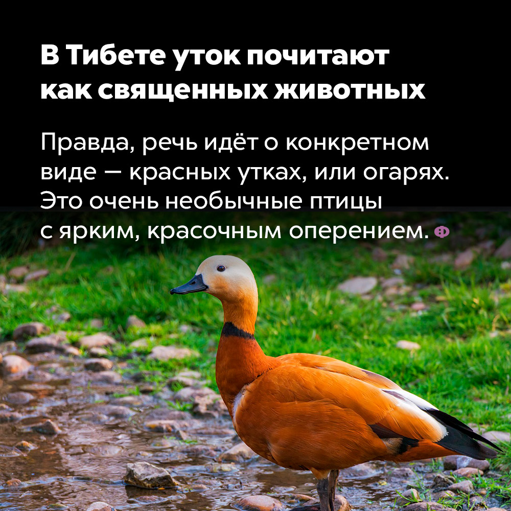В Тибете уток почитают как священных животных. Правда, речь идёт о конкретном виде — красных утках, или огарях. Это очень необычные птицы с ярким красочным оперением.