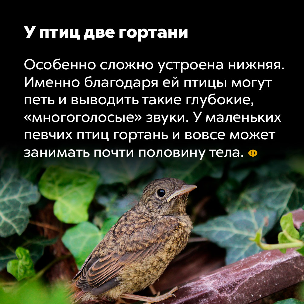 У птиц две гортани. Особенно сложно устроена нижняя. Именно благодаря ей птицы могут петь и выводить такие глубоки «многоголосые» звуки. У маленьких певчих птиц гортань и вовсе может занимать почти половину тела.