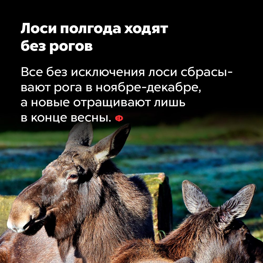Лоси полгода ходят без рогов. Все без исключения лоси сбрасывают рога в ноябре-декабре, а новые отращивают лишь в конце весны.