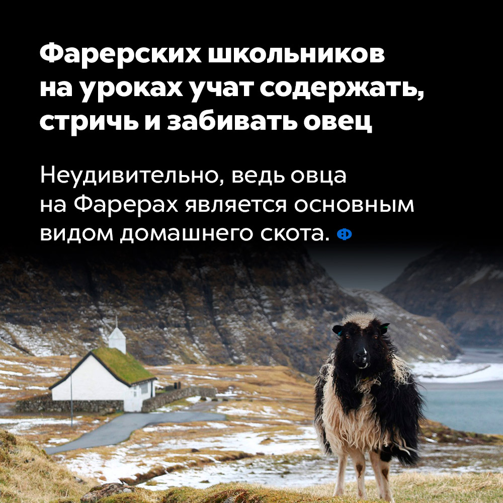 Фарерских школьников на уроках учат содержать, стричь и забивать овец. Неудивительно, ведь овца на Фарерских островах является основным видом домашнего скота.