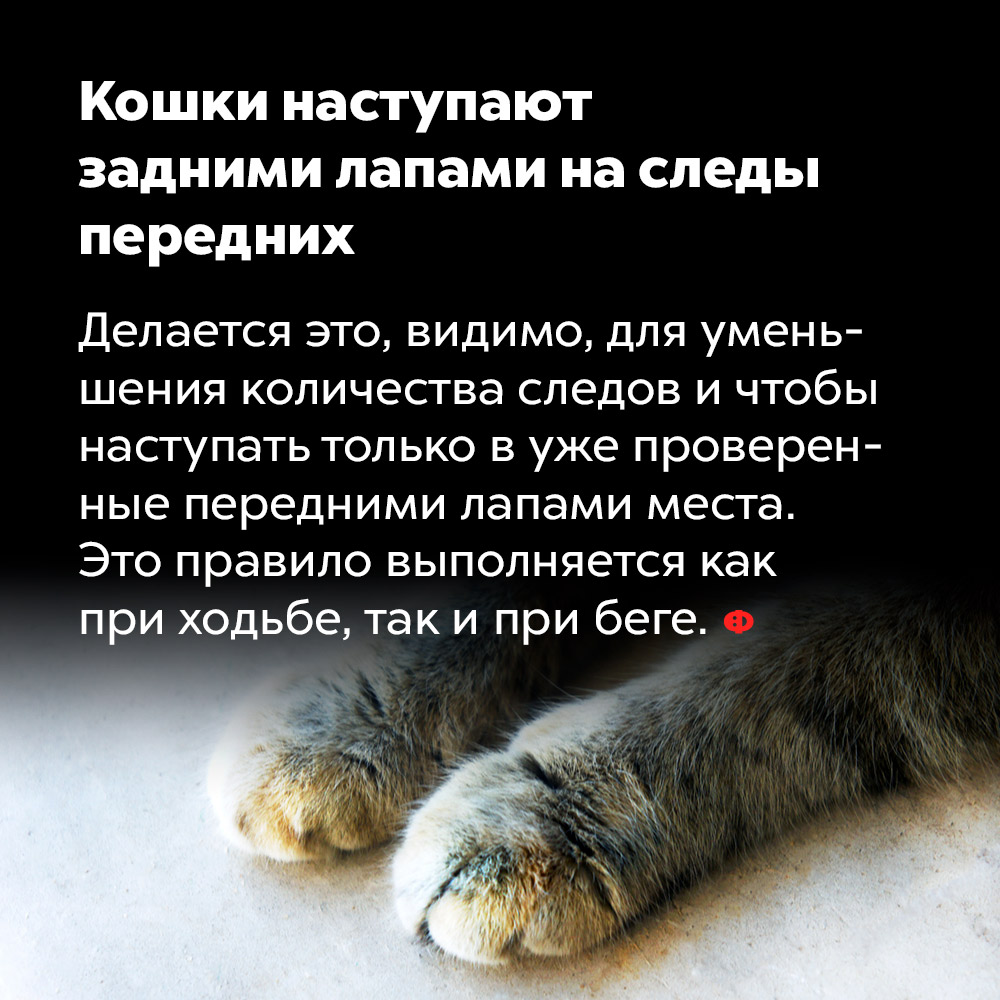 След Кошки Фото След Кошки Фото