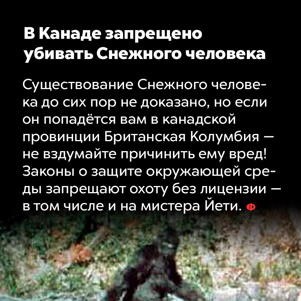 В Канаде запрещено убивать Снежного человека. Существование Снежного человека до сих пор не доказано, но если он попадётся вам в канадской провинции Британская Колумбия — не вздумайте причинить ему вред! Законы о защите окружающей среды запрещают охоту без лицензии — в том числе и на мистера Йети.