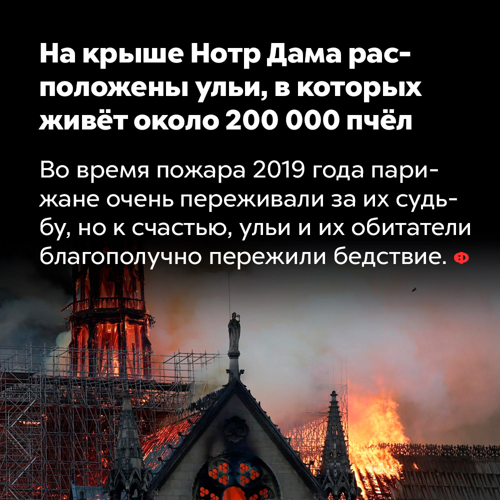 На крыше Нотр Дама расположены ульи, в которых живёт около 200 000 пчёл. Во время пожара 2019 года парижане очень переживали за их судьбу, но к счастью, ульи и их обитатели благополучно пережили бедствие.