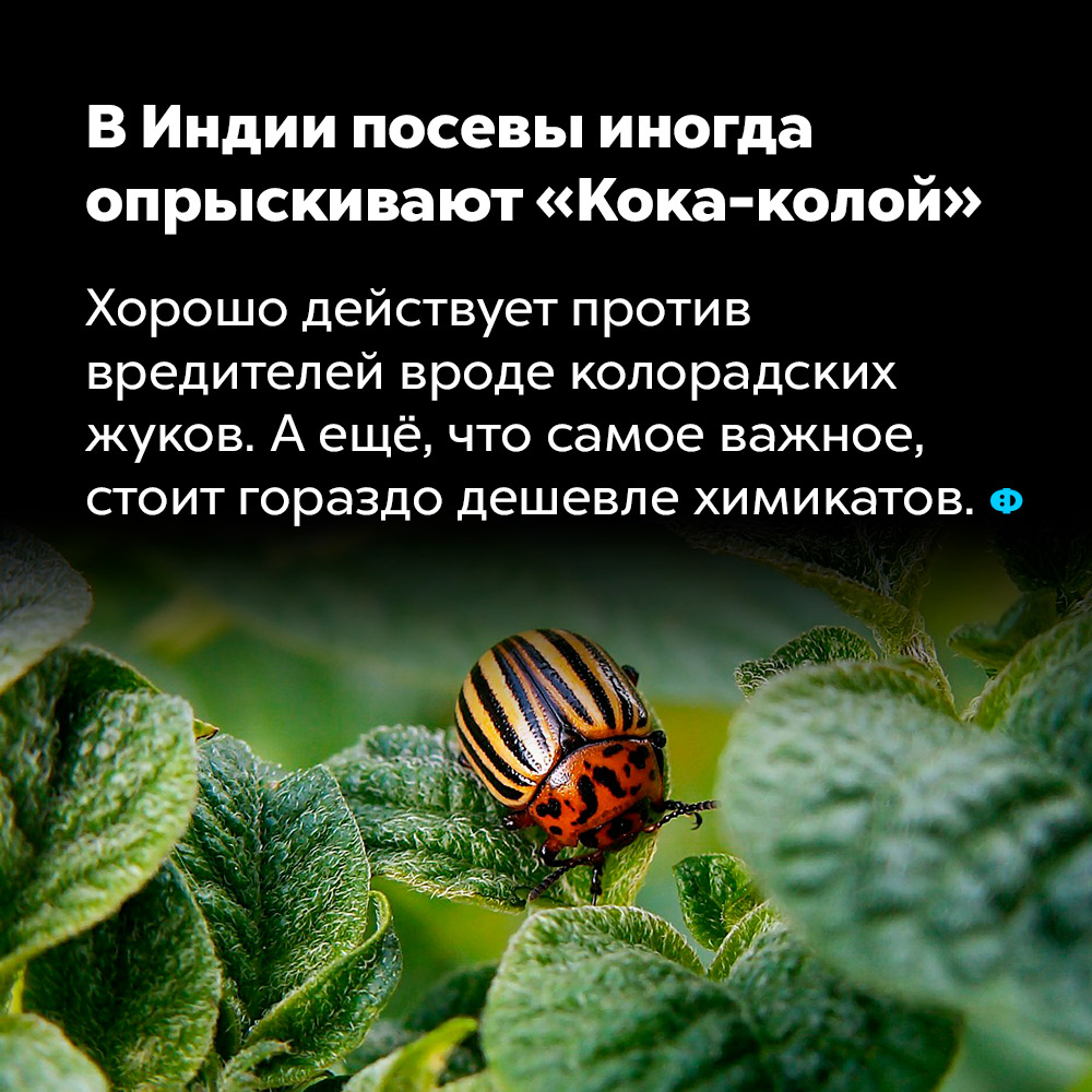 В Индии посевы иногда опрыскивают «Кока-колой». Хорошо действует против вредителей вроде колорадских жуков. А ещё, что самое важное, стоит гораздо дешевле химикатов.
