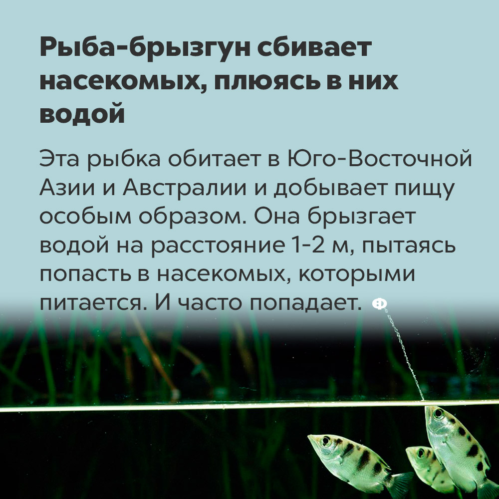 Рыба-брызгун сбивает насекомых, плюясь в них водой. Эта рыбка обитает в Юго-Восточной Азии и Австралии и добывает пищу особыми образом. Она брызгает водой на расстояние 1-2 метра, пытаясь попасть в насекомых, которыми питается. И часто попадает.