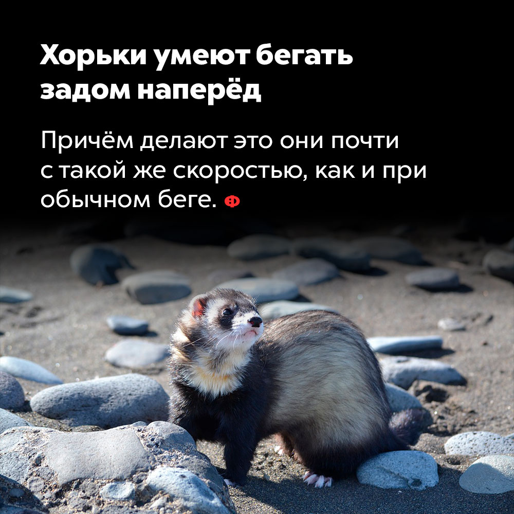 Хорьки умеют бегать задом наперёд. Причём делают это они почти с такой же скоростью, как и при обычном беге.