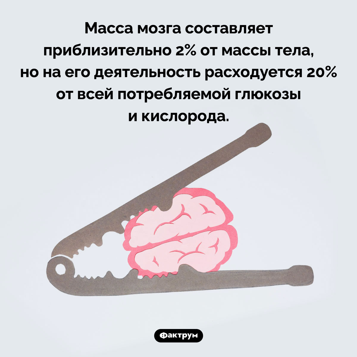 Прожорливый мозг. Масса мозга составляет приблизительно 2% от массы тела, но на его деятельность расходуется 20% от всей потребляемой глюкозы и кислорода.