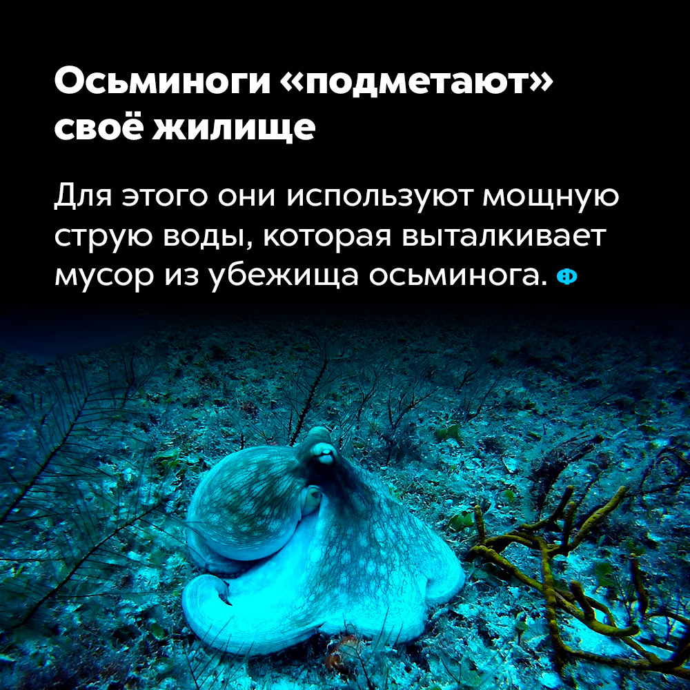 Осьминоги «подметают» своё жилище. Для этого они используют мощную струю воды, которая выталкивает мусор из убежища осьминога.