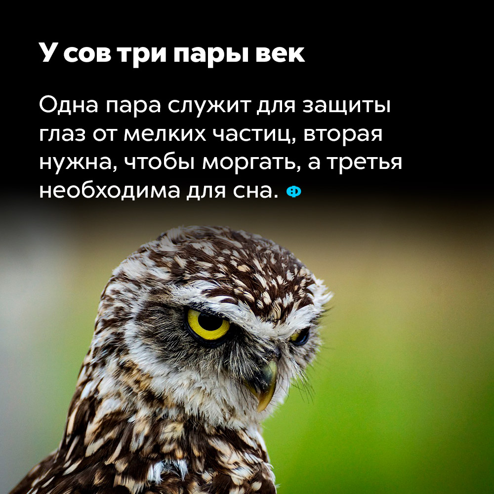 У сов три пары век. Одна пара служит для защиты глаз от мелких частиц, вторая нужна, чтобы моргать, а третья необходима для сна.