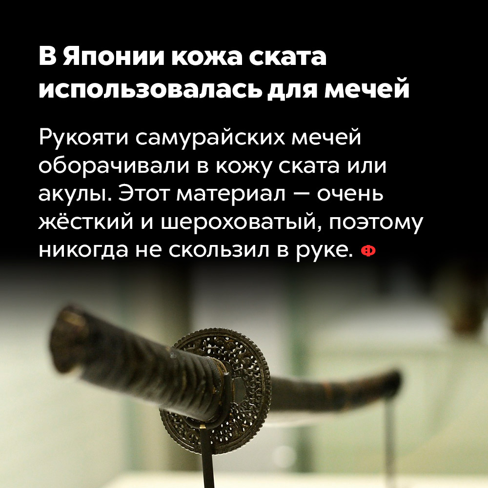 В Японии кожа ската использовалась для мечей. Рукояти самурайских мечей оборачивали в кожу ската или акулы. Этот материал — очень жёсткий и шероховатый, поэтому никогда не скользил в руке.