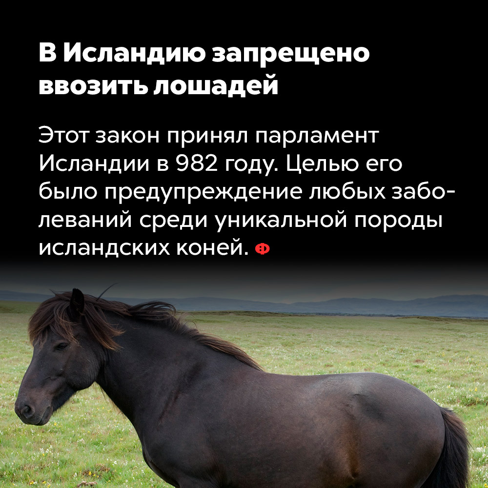 В Исландию запрещено ввозить лошадей. Этот закон принял парламент Исландии в 982 году. Целью его было предупреждение любых заболеваний среди уникальной породы исландских коней.
