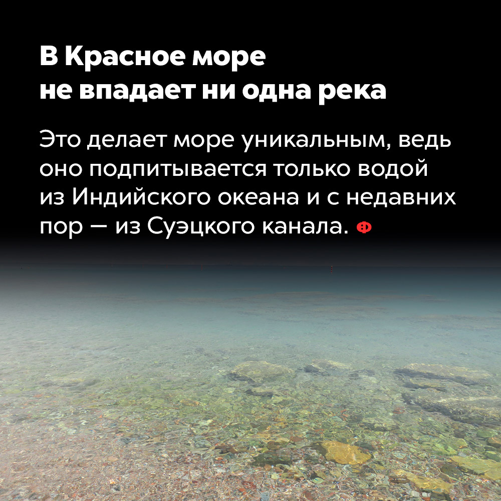В Красное море не впадает ни одна река. Это делает море уникальным, ведь оно подпитывается только водой из Индийского океана и с недавних пор — из Суэцкого канала.
