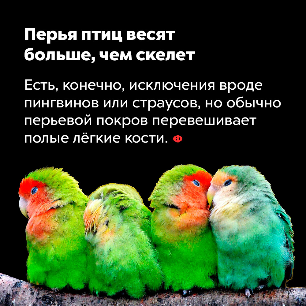 Перья птиц весят больше, чем скелет. Есть, конечно, исключения вроде пингвинов или страусов, но обычно перьевой покров перевешивает полые лёгкие кости.