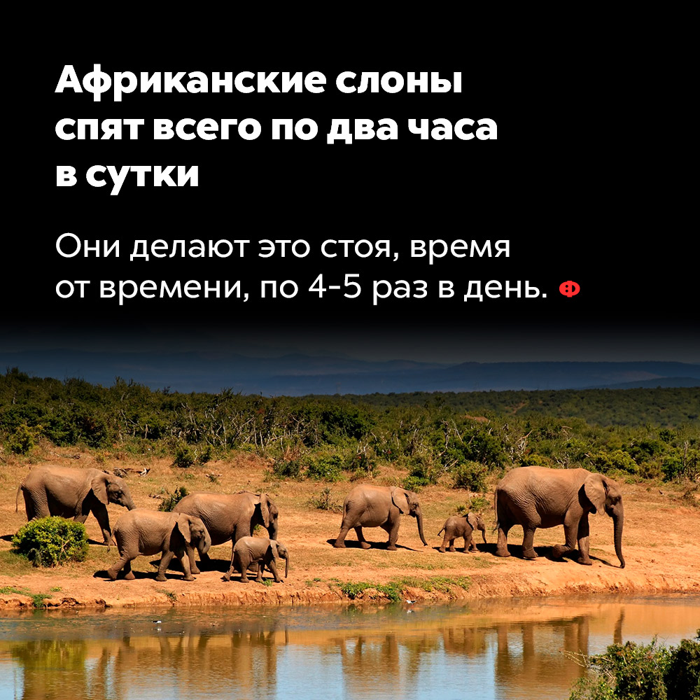 Африканские слоны спят всего по два часа в сутки. Они делают это стоя, время от времени, по 4-5 раз за день.