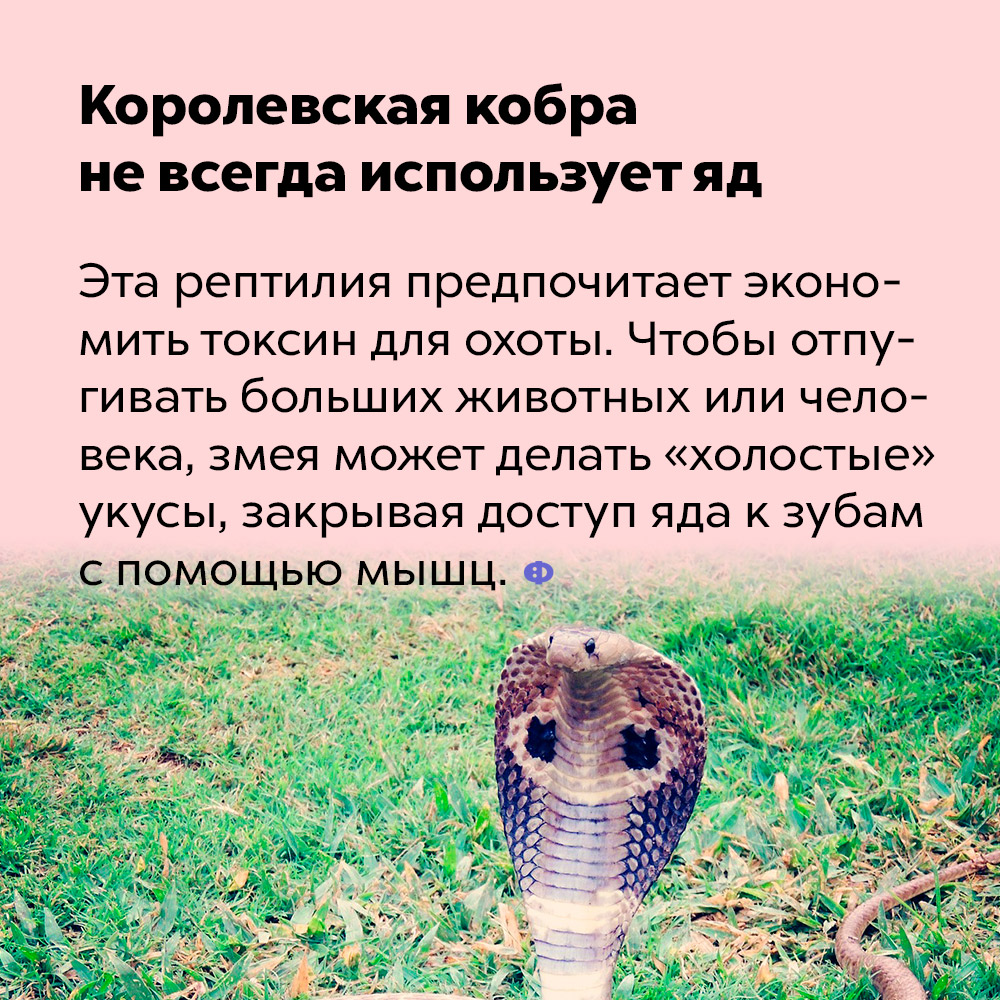 Королевская кобра не всегда использует яд. Эта змея предпочитает экономить токсин для охоты. Чтобы отпугивать больших животных или человека, змея может делать «холостые» укусы, закрывая доступ яда к зубам при помощи мышц.