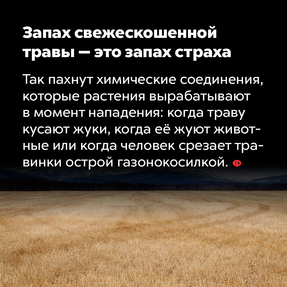 Запах свежескошенной травы — это запах страха. Так пахнут химические соединения, которые растения вырабатывают в момент нападения: когда траву кусают жуки, когда её жуют животные или когда человек срезает травинки острой газонокосилкой.