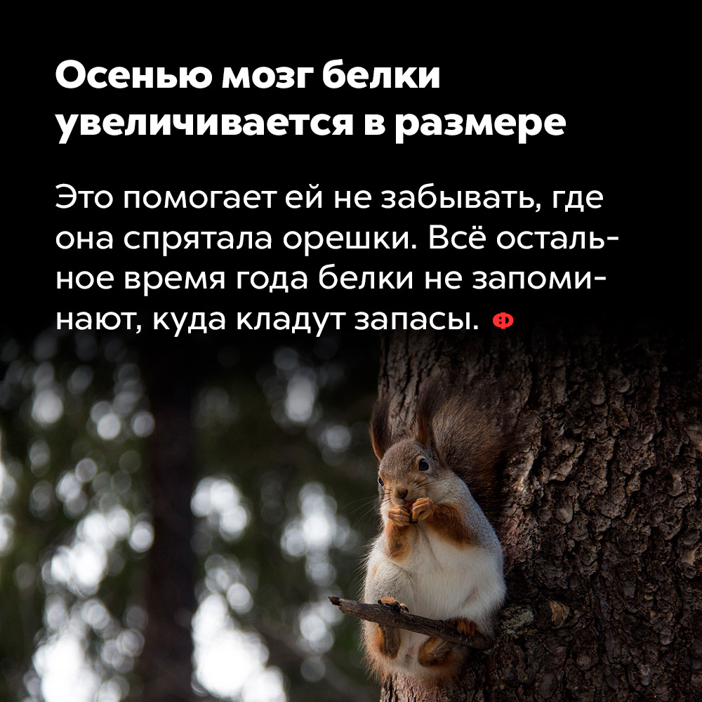 Осенью мозг белки увеличивается в размере. Это помогает ей не забывать, где она спрятала орешки. Всё остальное время года белки не запоминают, куда кладут запасы.