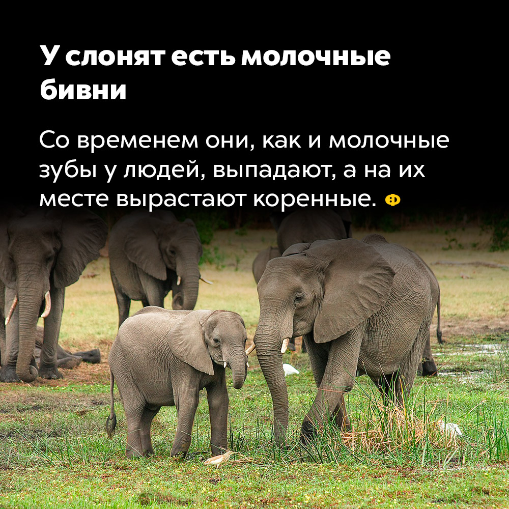 У слонят есть молочные бивни. Со временем они, как и молочные зубы у детей, выпадают, а на их месте вырастают коренные.