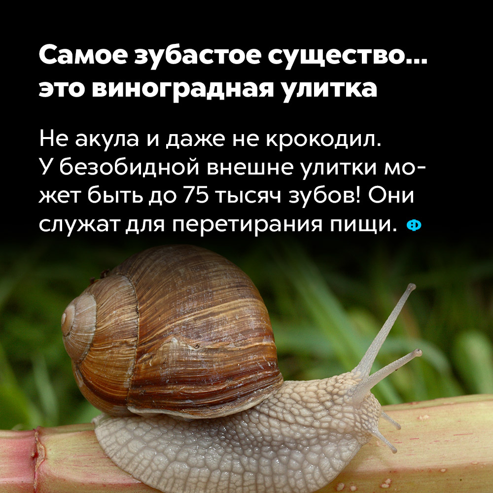 Как видят улитки картинки
