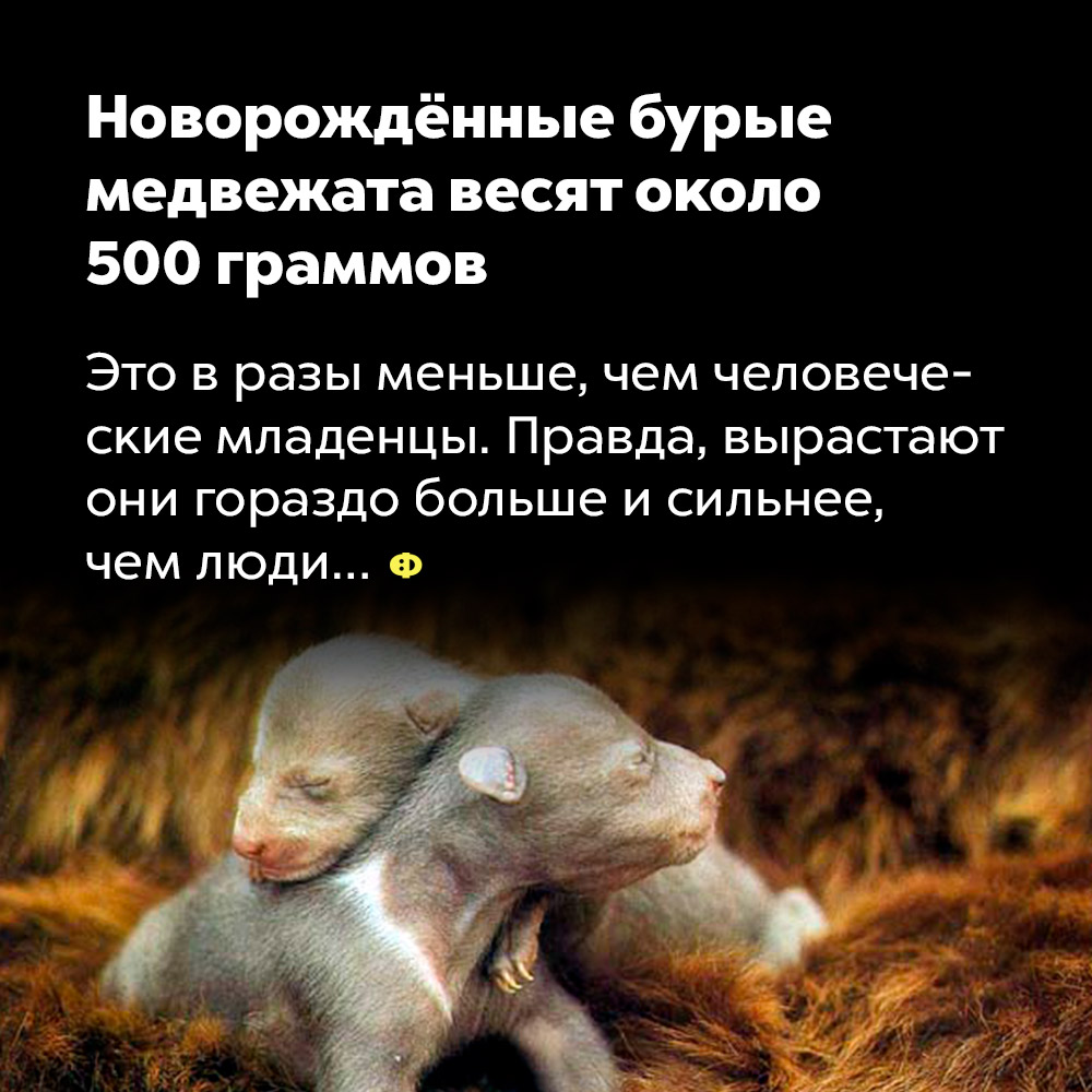 Новорождённые бурые медвежата весят около 500 граммов. Это в разы меньше, чем человеческие младенцы. Правда, вырастают они гораздо больше и сильнее, чем люди…