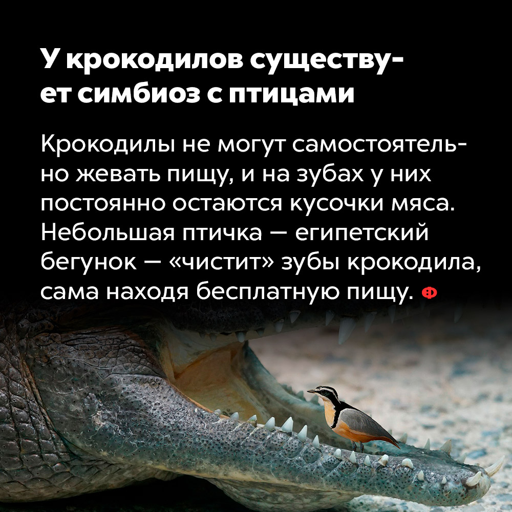 У крокодилов существует симбиоз с птицами. Крокодилы не могут самостоятельно жевать пищу и на зубах у них постоянно остаются кусочки мяса. Небольшая птичка — египетский бегунок — «чистит» зубы крокодила, сама находя в них пищу.
Этим симбиозом пользуются и дрессировщики крокодилов. На крокодильих шоу они часто засовывают голову в пасть монстра. Но предварительно они постукивают по зубам крокодила, имитируя клюв бегунка. Животное широко раскрывает пасть для воображаемой птицы.