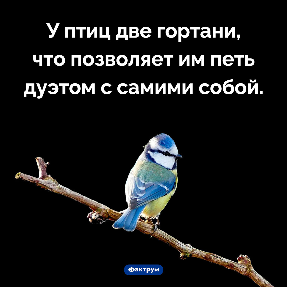 Голосовой аппарат птиц. У птиц две гортани, что позволяет им петь дуэтом с самими собой.