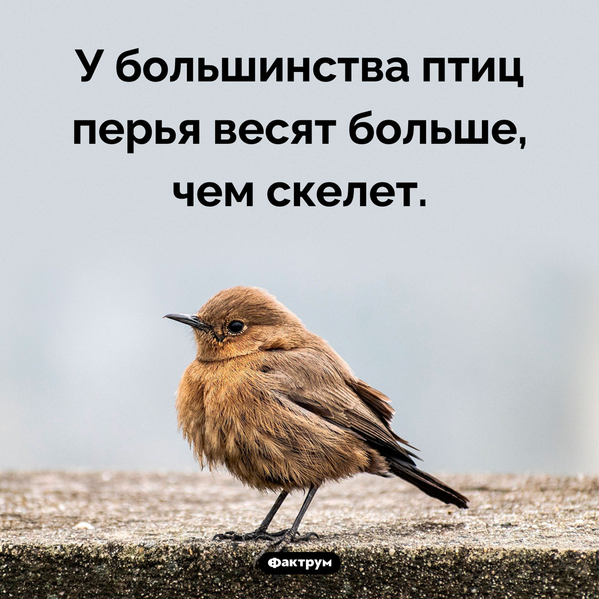 Перья птиц. У большинства птиц перья весят больше, чем скелет.