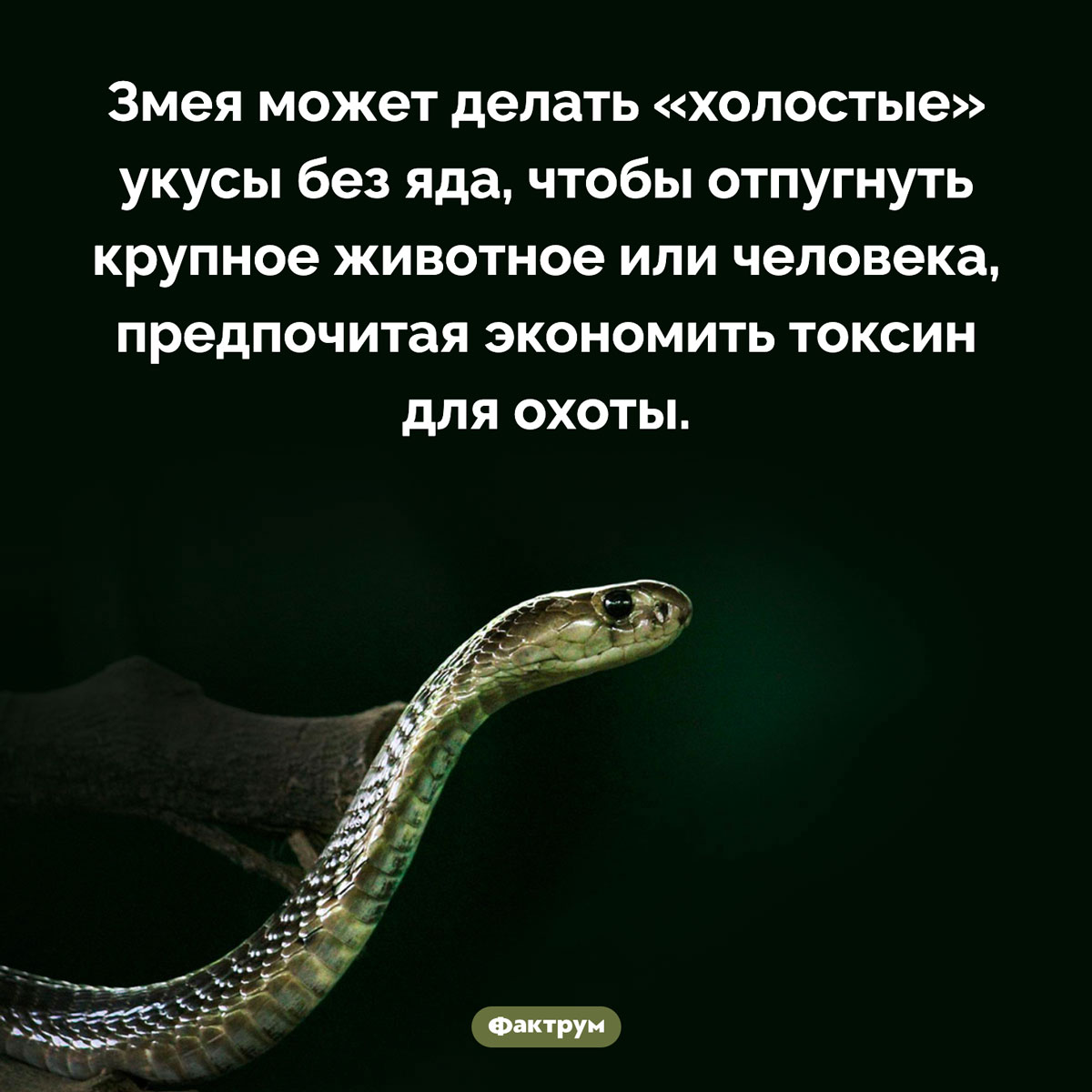 Змея не всегда использует яд. Змея может делать «холостые» укусы без яда, чтобы отпугнуть крупное животное или человека, предпочитая экономить токсин для охоты.