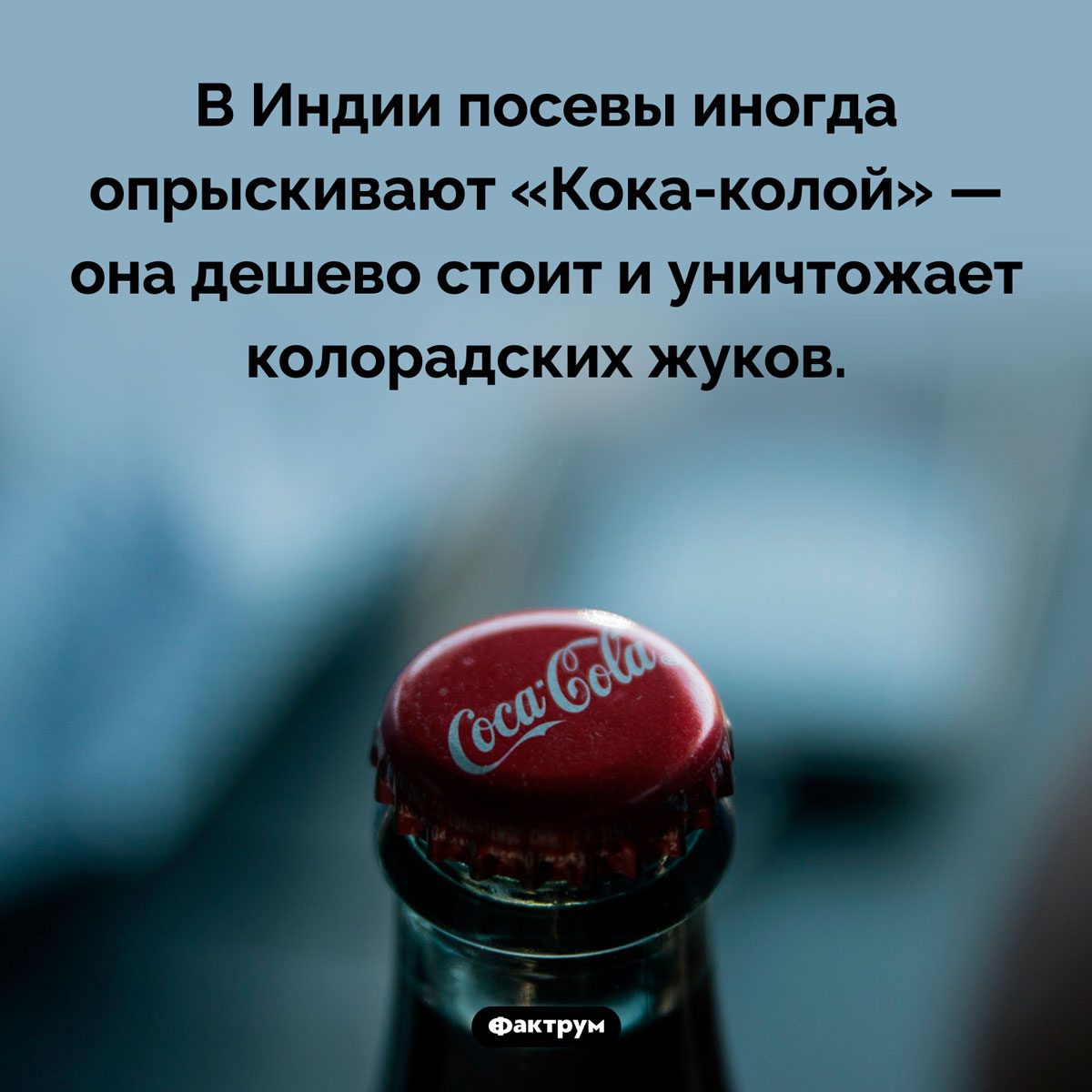 «Кока-кола» против колорадских жуков. В Индии посевы иногда опрыскивают «Кока-колой» — она дешево стоит и уничтожает колорадских жуков.