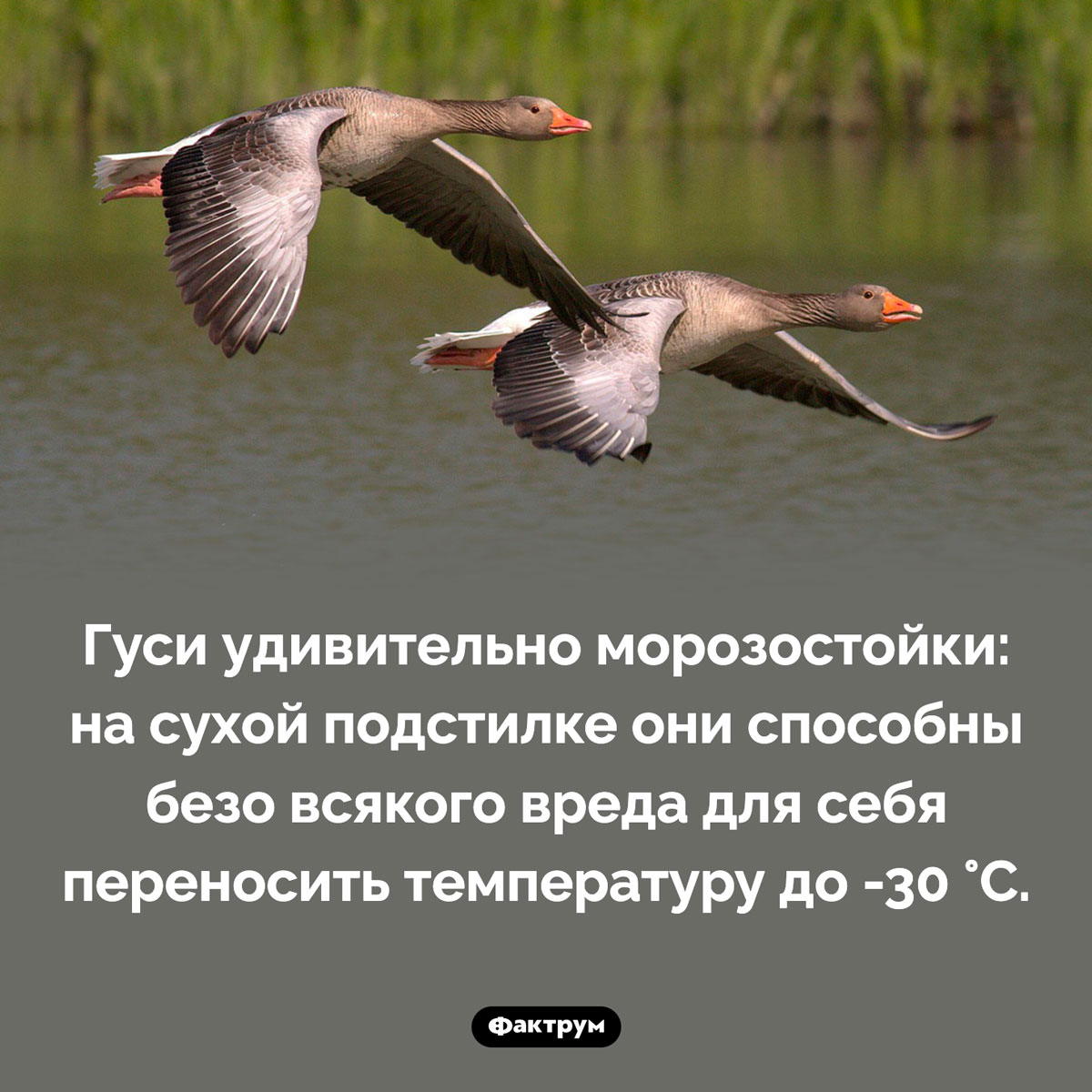 Гуси и холод. Гуси удивительно морозостойки: на сухой подстилке они способны безо всякого вреда для себя переносить температуру до -30 °C.