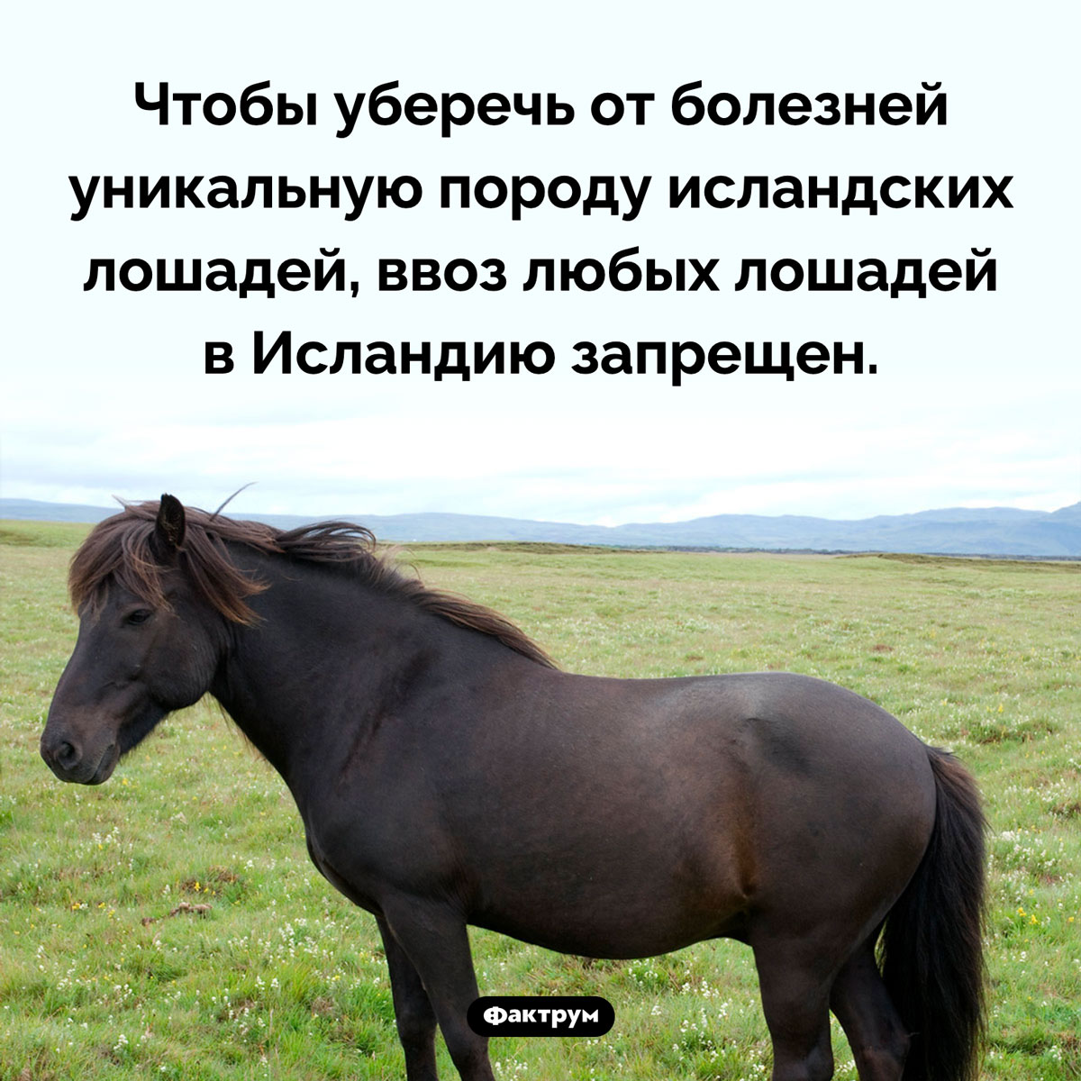 В Исландию запрещено ввозить лошадей. Чтобы уберечь от болезней уникальную породу исландских лошадей, ввоз любых лошадей в Исландию запрещен.