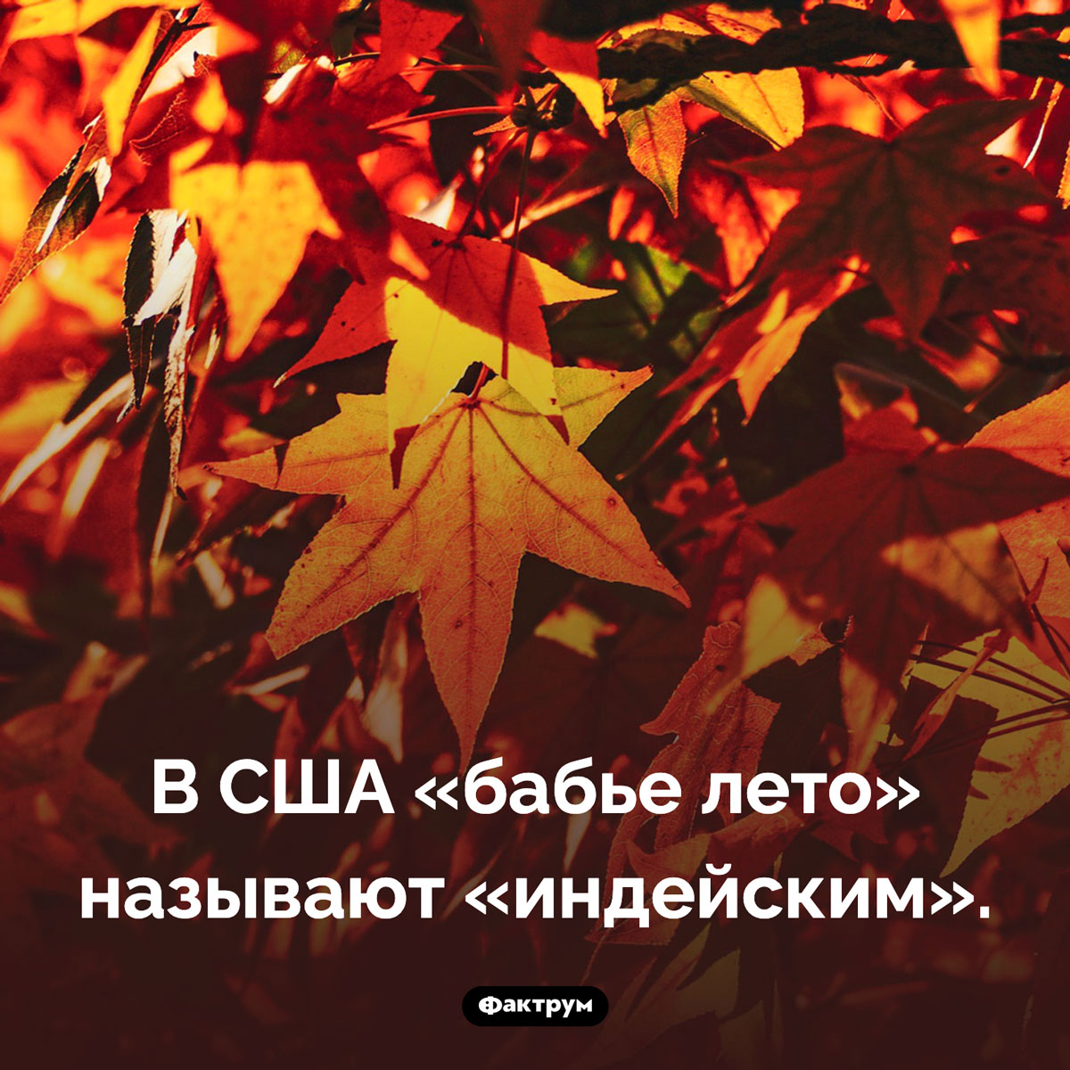 «Бабье лето» в США. В США «бабье лето» называют «индейским».