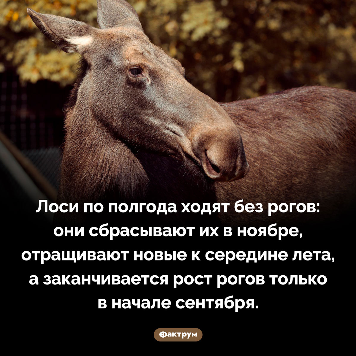 Лоси полгода ходят без рогов. Лоси по полгода ходят без рогов: они сбрасывают их в ноябре, отращивают новые к середине лета, а заканчивается рост рогов только в начале сентября.