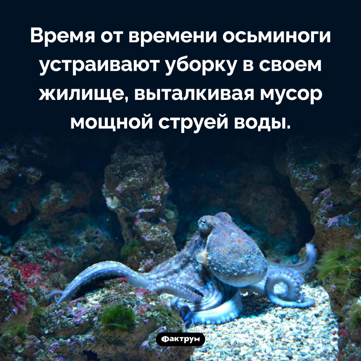 Осьминоги любят чистоту. Время от времени осьминоги устраивают уборку в своем жилище, выталкивая мусор мощной струей воды.