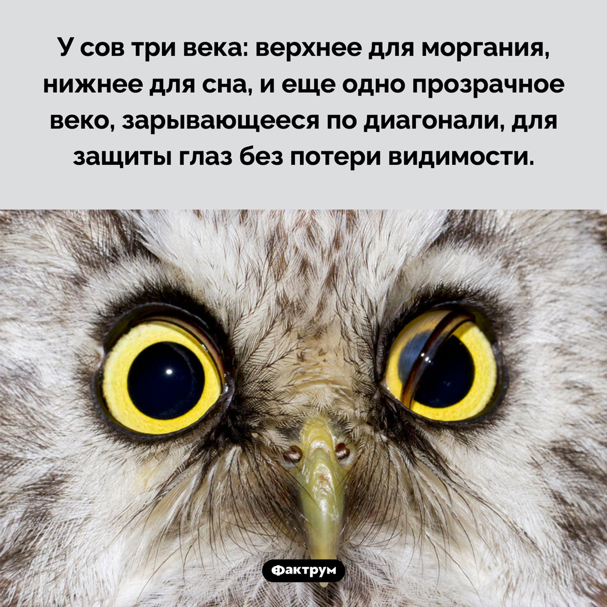 У сов три века. У сов три века: верхнее для моргания, нижнее для сна, и еще одно прозрачное веко, зарывающееся по диагонали, для защиты глаз без потери видимости.